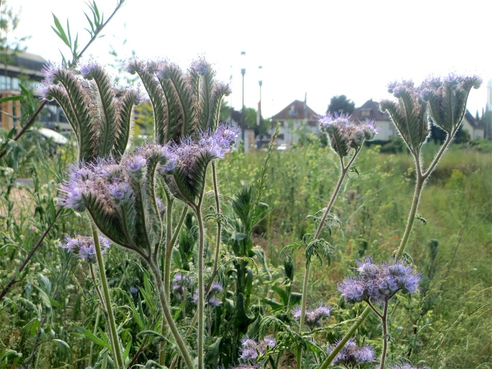 Rainfarn-Phazelie (Phacelia tanacetifolia) invasiv auf einer Brachfläche am Messplatz in Hockenheim