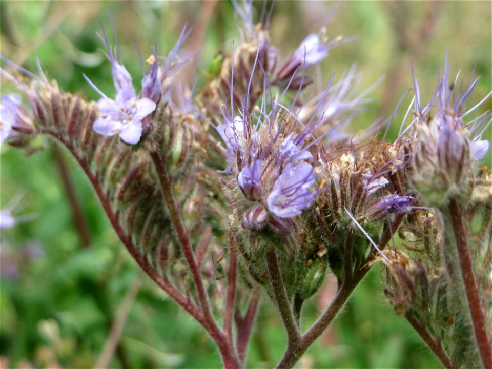 Rainfarn-Phazelie (Phacelia tanacetifolia) auf einer Wiese zum Schutz der Haubenlerche am Stadtrand von Hockenheim