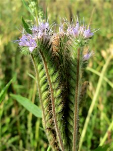 Rainfarn-Phazelie (Phacelia tanacetifolia) im Landschaftsschutzgebiet „Hockenheimer Rheinbogen“ photo