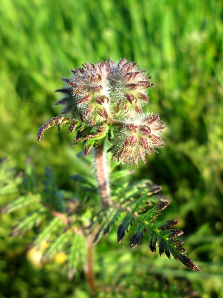 Rainfarn-Phazelie (Phacelia tanacetifolia) im Landschaftsschutsgebiet „Saalbachniederung“ bei Bruchsal - ursrünglich aus Nordamerika, angebaut als Bienenweide, Futterpflanze oder Gründüngung und dann 