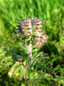 Rainfarn-Phazelie (Phacelia tanacetifolia) im Landschaftsschutsgebiet „Saalbachniederung“ bei Bruchsal - ursrünglich aus Nordamerika, angebaut als Bienenweide, Futterpflanze oder Gründüngung und dann 