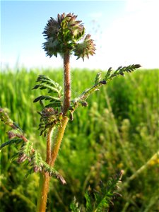 Rainfarn-Phazelie (Phacelia tanacetifolia) im Landschaftsschutsgebiet „Saalbachniederung“ bei Bruchsal - ursrünglich aus Nordamerika, angebaut als Bienenweide, Futterpflanze oder Gründüngung und dann 