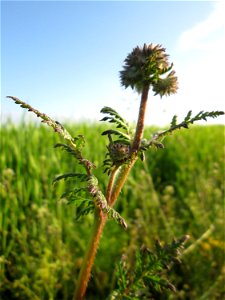 Rainfarn-Phazelie (Phacelia tanacetifolia) im Landschaftsschutsgebiet „Saalbachniederung“ bei Bruchsal - ursrünglich aus Nordamerika, angebaut als Bienenweide, Futterpflanze oder Gründüngung und dann 