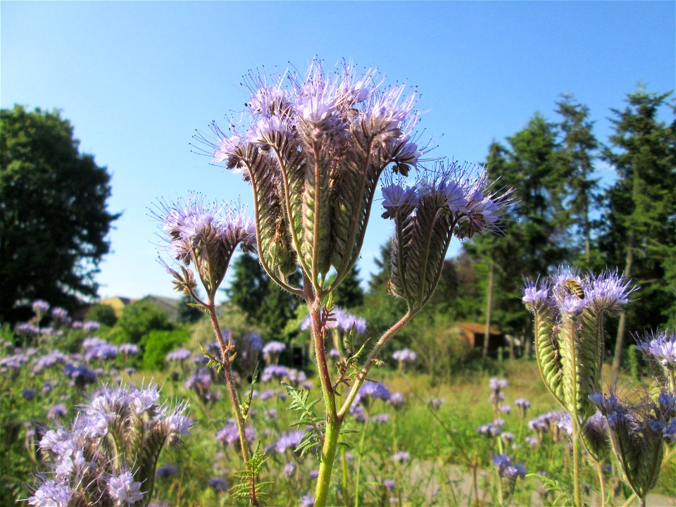Rainfarn-Phazelie (Phacelia tanacetifolia) in Hockenheim - ursprünglich aus Nordamerika