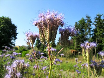 Rainfarn-Phazelie (Phacelia tanacetifolia) in Hockenheim - ursprünglich aus Nordamerika photo