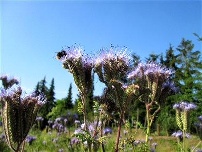 Rainfarn-Phazelie (Phacelia tanacetifolia) in Hockenheim - ursprünglich aus Nordamerika photo