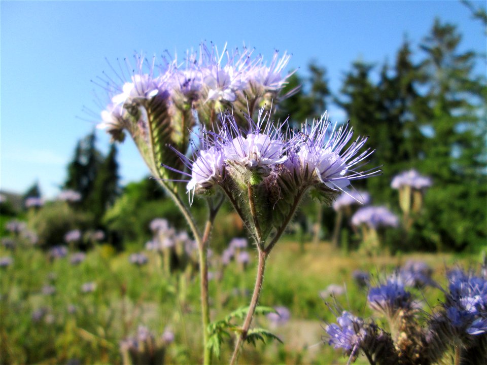 Rainfarn-Phazelie (Phacelia tanacetifolia) in Hockenheim - ursprünglich aus Nordamerika