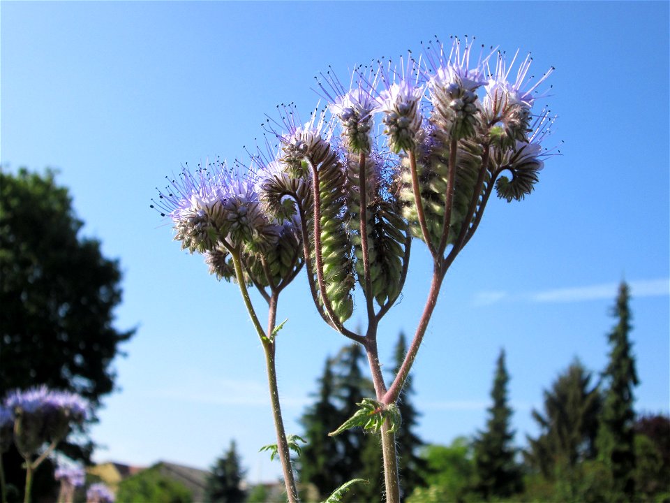 Rainfarn-Phazelie (Phacelia tanacetifolia) in Hockenheim - ursprünglich aus Nordamerika