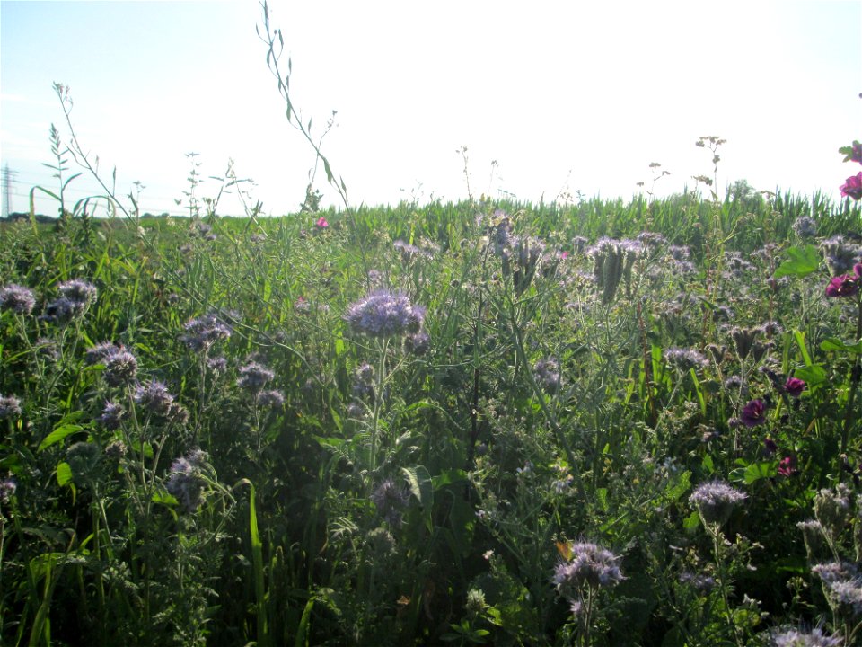Rainfarn-Phazelie (Phacelia tanacetifolia) im Landschaftsschutzgebiet „Hockenheimer Rheinbogen“