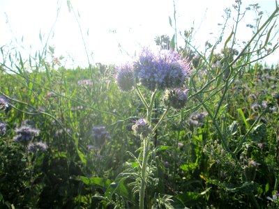 Rainfarn-Phazelie (Phacelia tanacetifolia) am Feldrand im Landschaftsschutzgebiet „Hockenheimer Rheinbogen“