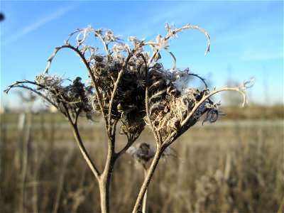 Rainfarn-Phazelie (Phacelia tanacetifolia) auf einem Blühstreifen für Wildbienen bei Reilingen - Ursprung: südliches Nordamerika photo