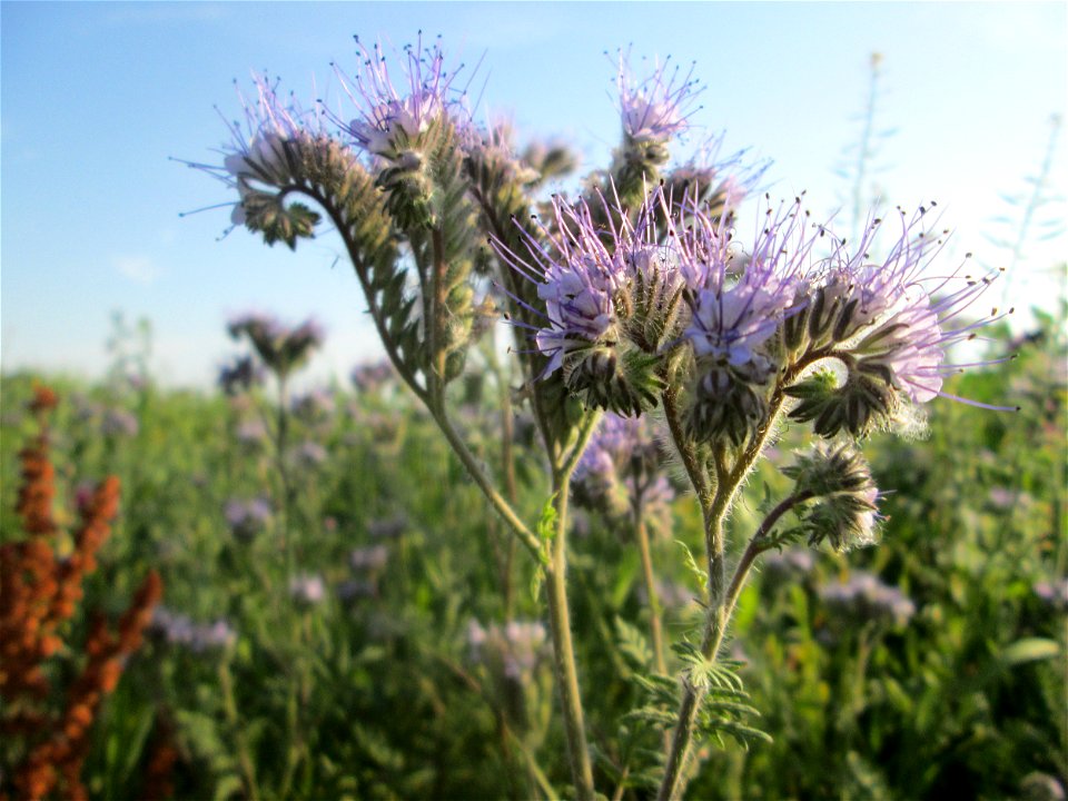 Rainfarn-Phazelie (Phacelia tanacetifolia) am Feldrand im Landschaftsschutzgebiet „Hockenheimer Rheinbogen“