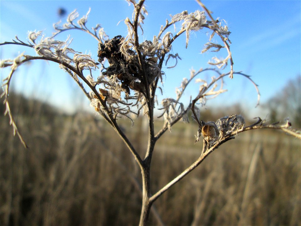 Rainfarn-Phazelie (Phacelia tanacetifolia) auf einem Blühstreifen für Wildbienen bei Reilingen - Ursprung: südliches Nordamerika