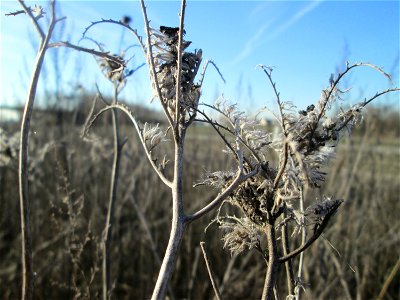 Rainfarn-Phazelie (Phacelia tanacetifolia) auf einem Blühstreifen für Wildbienen bei Reilingen - Ursprung: südliches Nordamerika photo