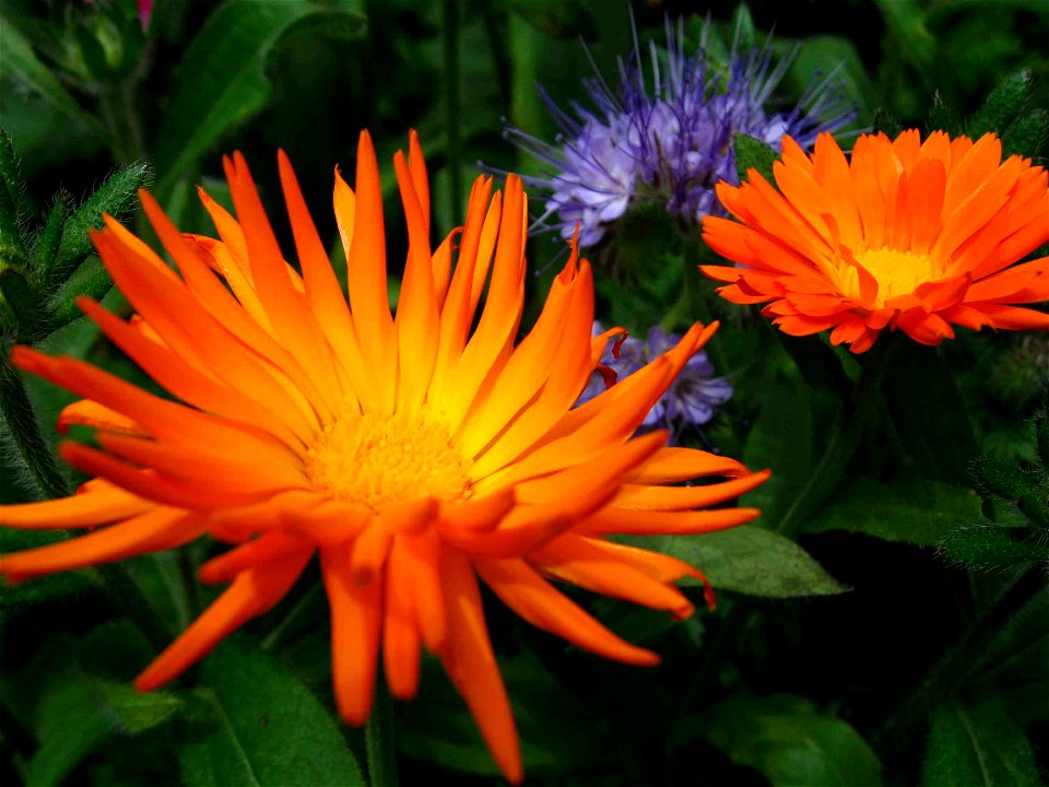 Goudsbloem (Calendula officinalis) en Phacelia tanacetifolia
