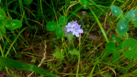 Lacy phacelia (Phacelia tanacetifolia)