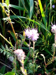 Lacy phacelia (Phacelia tanacetifolia)