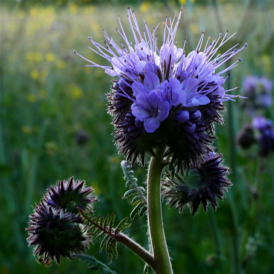 Rainfarn-Phazelie (Phacelia tanacetifolia) im Freilichtmuseum Roscheider Hof - Die Pflanze wächst oft als Gründüngung und Bienenfutter auf den Museumsfelden und - ausgesamt - in dessen Umfeld.