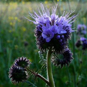 Rainfarn-Phazelie (Phacelia tanacetifolia) im Freilichtmuseum Roscheider Hof - Die Pflanze wächst oft als Gründüngung und Bienenfutter auf den Museumsfelden und - ausgesamt - in dessen Umfeld.