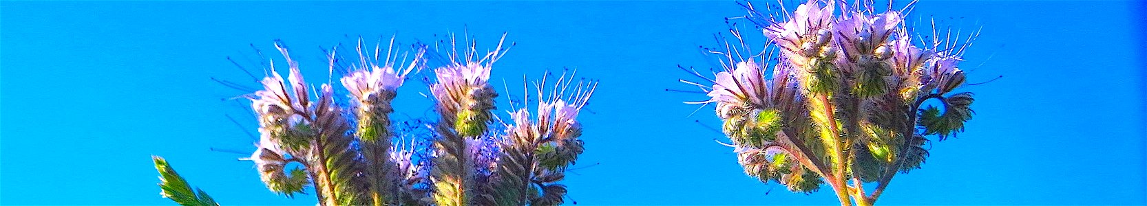 Цветение фацелии пижмолистной. Deutsch: Rainfarn-Phazelie (Phacelia tanacetifolia) am Messplatz in Hockenheim. photo