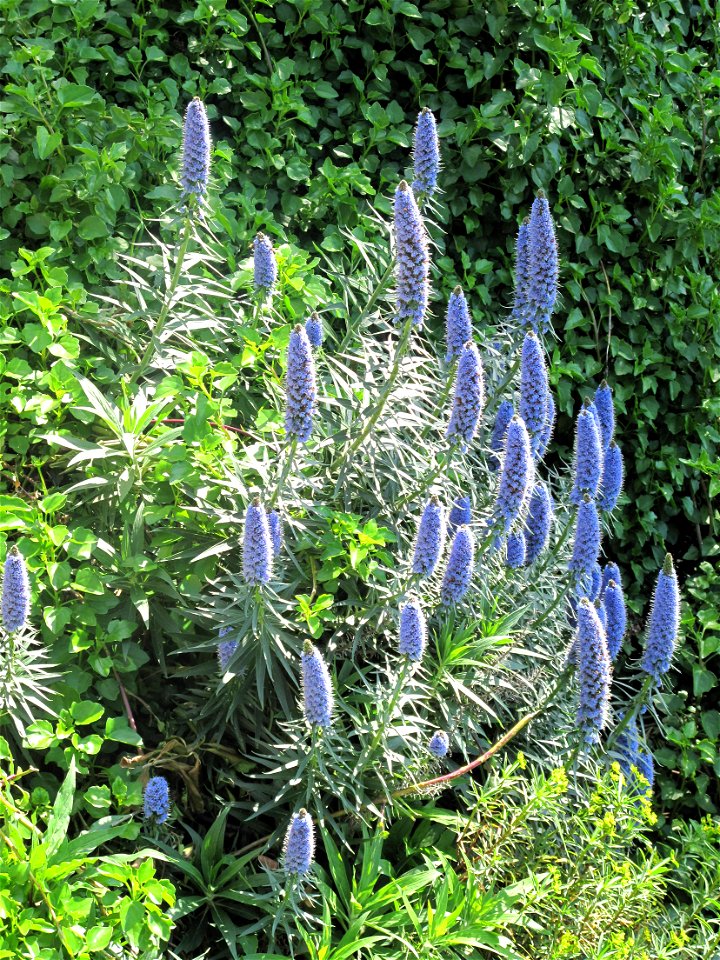 Echium candicans at the Cap Martin (Alpes-Maritimes, France).