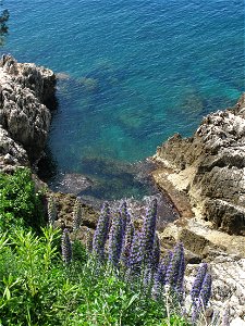Echium candicans at the Cap Martin (Alpes-Maritimes, France).