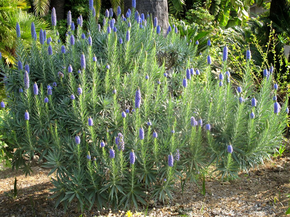 Echium candicans in the garden of the villa Maria Serena in Menton (Alpes-Maritimes, France).