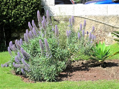 Echium candicans at the War memorial of Menton (Alpes-Maritimes, France).