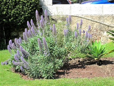 Echium candicans at the War memorial of Menton (Alpes-Maritimes, France). photo