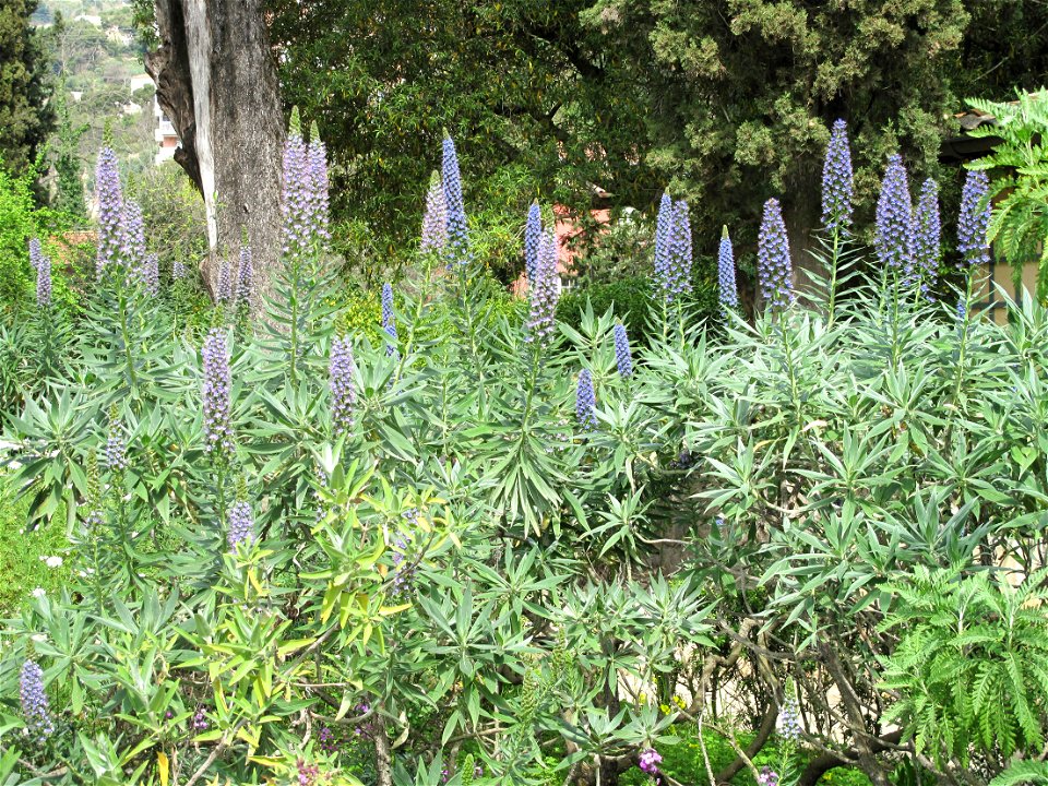 Echium candicans in the jardin des Serres de la Madone in Menton (Alpes-Maritimes, France).