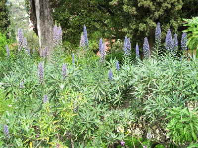 Echium candicans in the jardin des Serres de la Madone in Menton (Alpes-Maritimes, France).