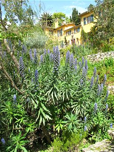 Echium candicans with in the background the villa of the jardin des Serres de la Madone in Menton (Alpes-Maritimes, France). photo