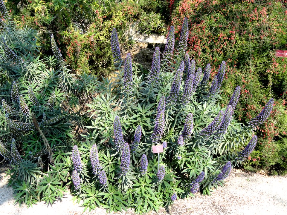 Echium fastuosum (Echium candicans) specimen in the Jardin botanique du Val Rahmeh, Menton, Alpes-Maritimes, France.
