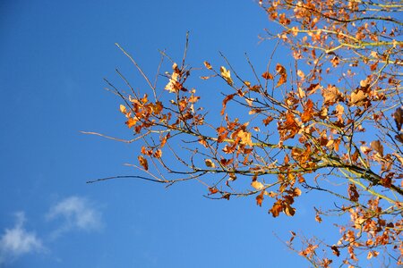 Tree leaves air blue