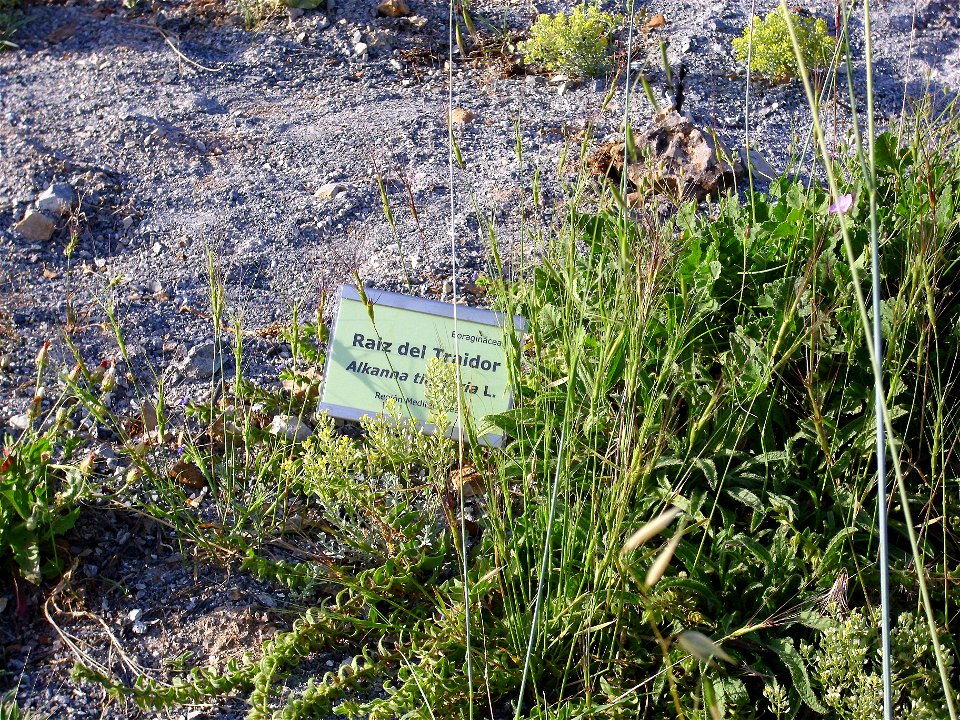 Alkanna matthioli habit, Sierra Nevada, Spain