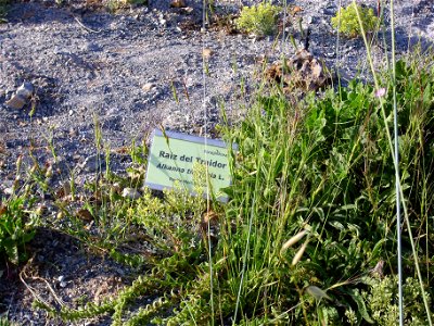 Alkanna matthioli habit, Sierra Nevada, Spain