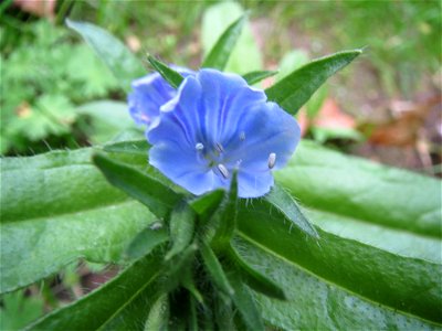 Natternkopf (Echium vulgare) am Woogbach in Speyer