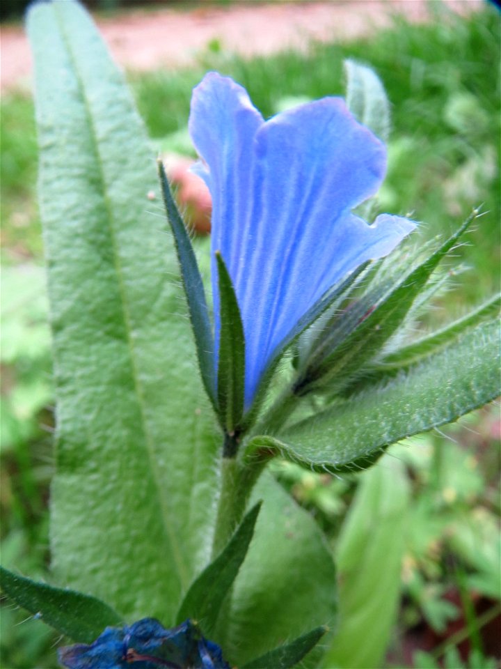 Natternkopf (Echium vulgare) am Woogbach in Speyer