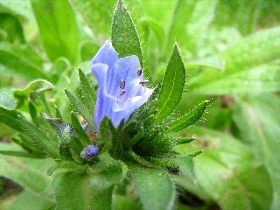 Natternkopf (Echium vulgare) am Woogbach in Speyer