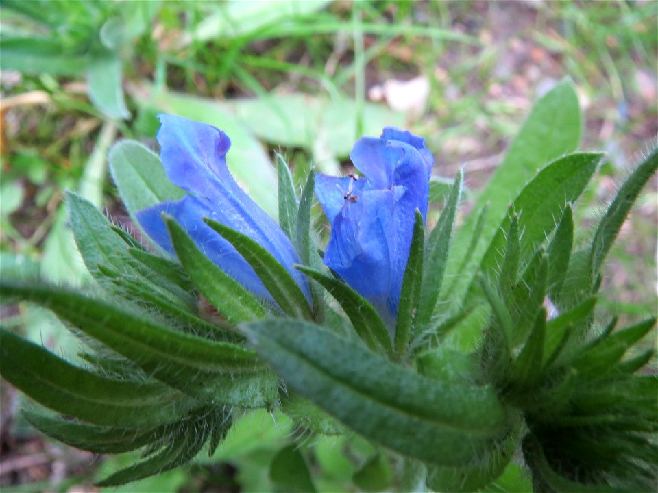 Natternkopf (Echium vulgare) am Woogbach in Speyer