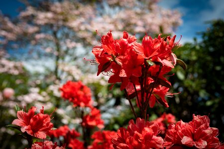 Flower garden spring