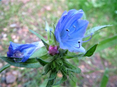 Natternkopf (Echium vulgare) am Woogbach in Speyer