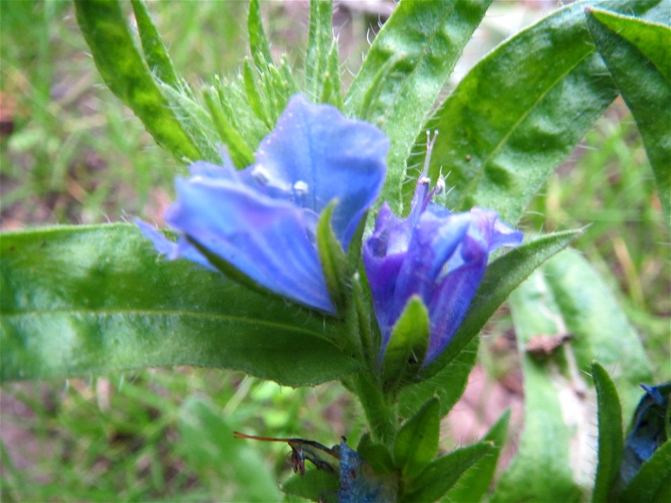 Natternkopf (Echium vulgare) am Woogbach in Speyer