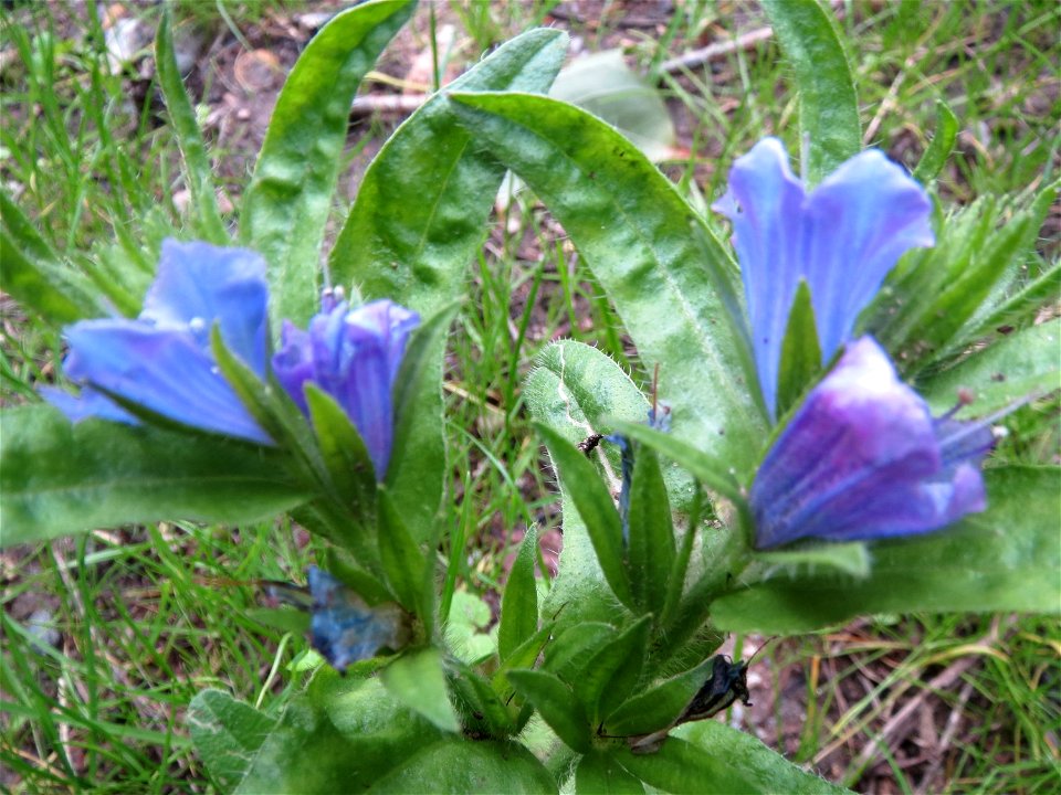 Natternkopf (Echium vulgare) am Woogbach in Speyer