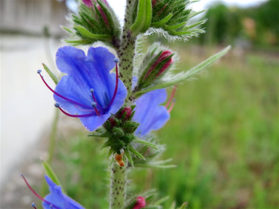 Natternkopf (Echium vulgare) am Hauptbahnhof Kaiserslautern