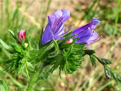 Gewöhnlicher Natterkopf (Echium vulgare) an der Saar in Saarbrücken