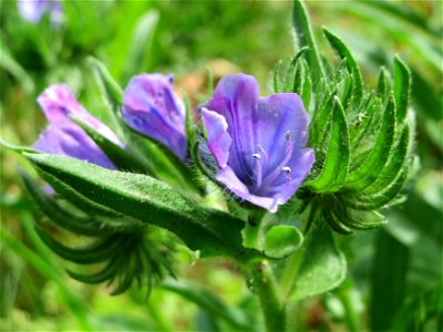 Natterkopf (Echium vulgare) an der Saar in Saarbrücken