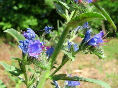 Gewöhnlicher Natternkopf (Echium vulgare) bei Reilingen