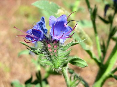 Natternkopf (Echium vulgare) bei Reilingen