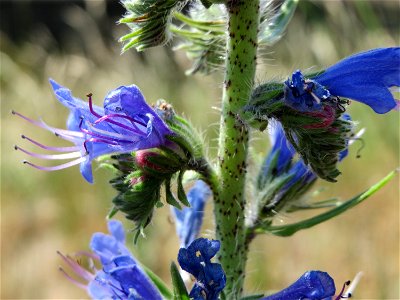 Natternkopf (Echium vulgare) bei Reilingen
